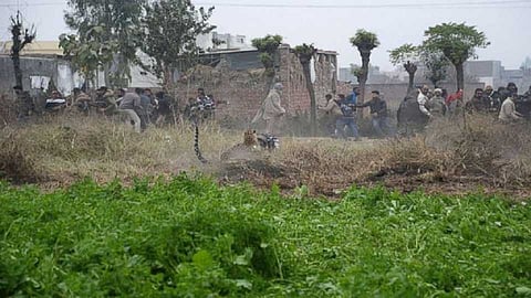 leopard and tiger attack on two women in gadchiroli