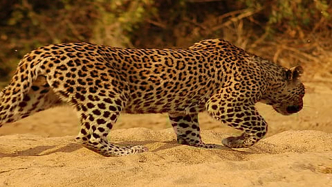 leopard dead