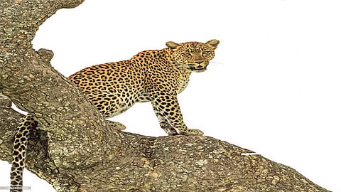 Wildlife Failure to catch sangli