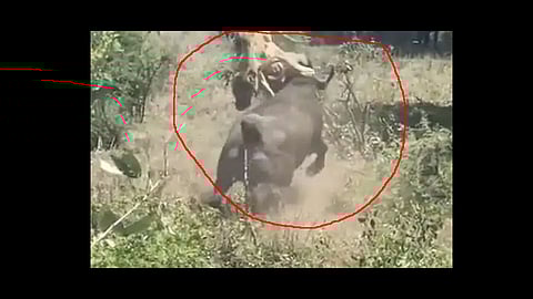 try saving buffalo from hunting lions video viral