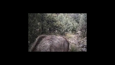 challenge can you spot a mountain lion photo viral