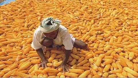 maize sale.jpeg