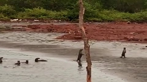 herd of cats in ratnagiri