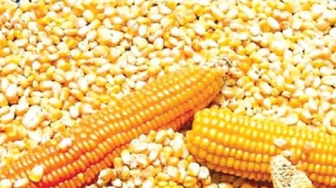 maize