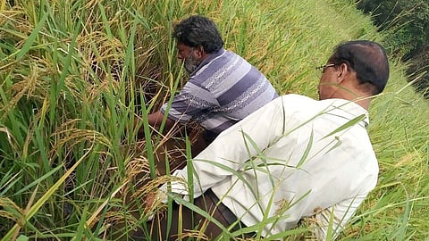 Mulching paper saved the farm in gavrai konkan sindhudurg