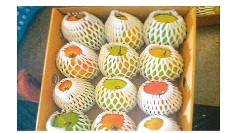 Export state cluster scheme in konkan district kokan marathi news