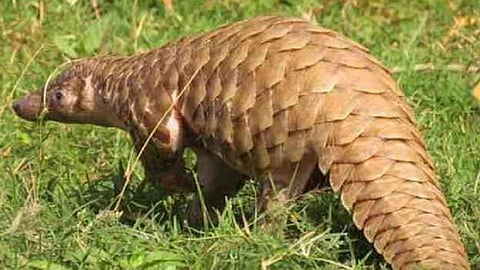 smuggling of pangolin and rare snake stopped by police officers with the plan in ratnagiri