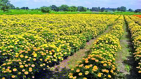 marigold.jpg
