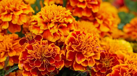 marigold flower news