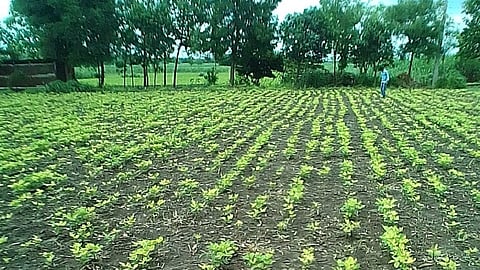 martala farm.jpg
