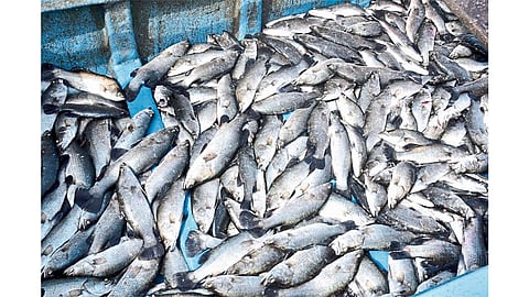 fish market