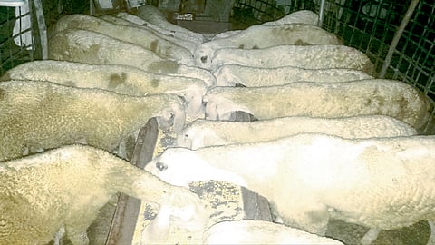 कोरोनाचा संकटकाळ, मेटाकुटीला आलाय मेंढपाळ!