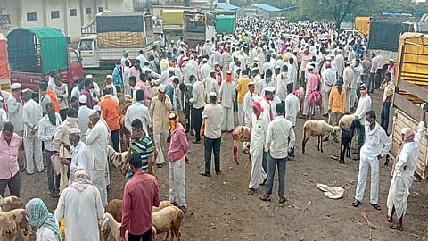 म्हसवडमध्ये शेळ्यामेंढ्यांच्या बाजारात तुफान गर्दी