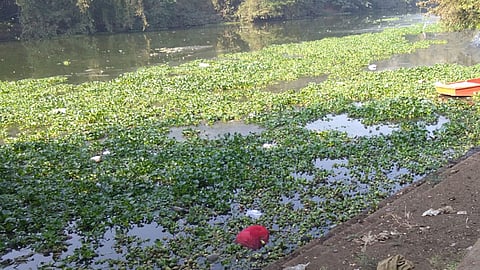 "मुळा-पवना'त जलपर्णी; सांगवीत डासांचा उपद्रव