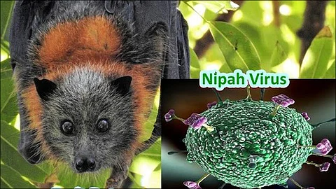 nipah virus found again in Kerala