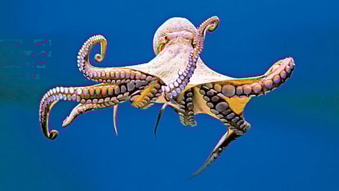 octopus-sensor