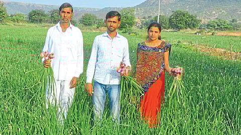 onion crop