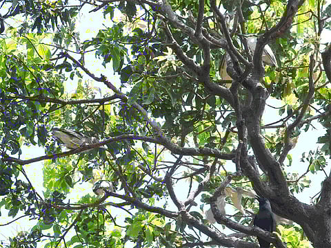 coronavirus effects on birds