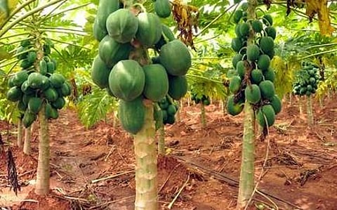 farmer papaya