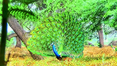 peacock.jpg