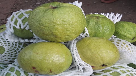 अबब...! १ किलोचा एकच पेरू; विक्री जोरात