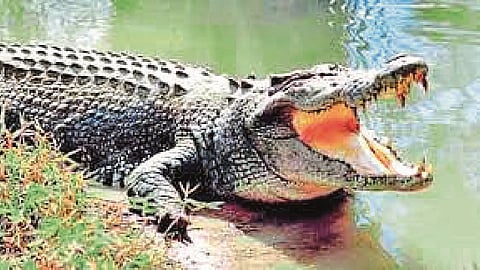 मगरीच्या हल्ल्यात तरुण जखमी