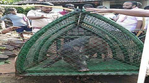 piggy drawn in well with the help of people tapped from well in mandangad ratnagiri