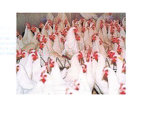 Chicken's Demand More But Supply Less Kolhapur Marathi News
