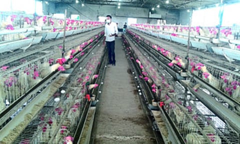 poultry farming