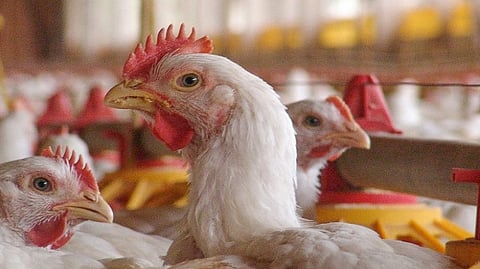 Poultry farm