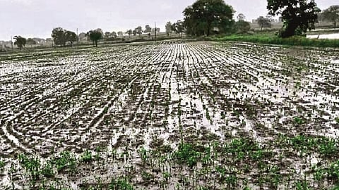 पिंपळगांव रेणूकाई : देहेड परिसरात पावसामुळे शेतात साचलेले पाणी.