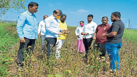 बळीराजाला दिलासा देण्यासाठी देशमुख शिवारात
