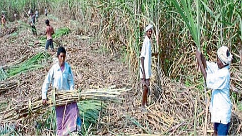 sugarcane workers story by sadashiv pukale sangli