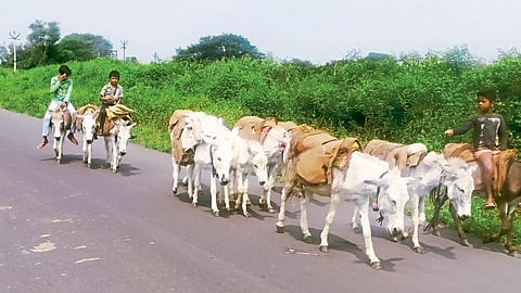 बाबो! हे आता अतिच झालं की.. पुसेसावळीत चक्क गाढवांवरून वाळू तस्करी, महसूलचा कानाडोळा