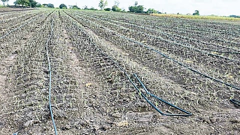 वातावरणातील बदलाने रब्बीची पिके धोक्यात; पीकं वाचवण्यासाठी शेतकऱ्यांची धडपड