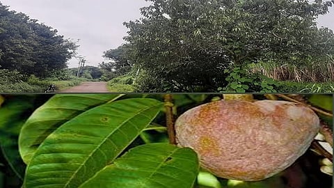 Male in Panhala taluka bullock heart food story by anil more