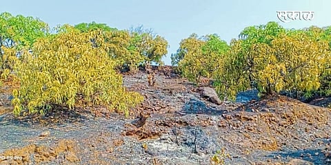 five acres of mango and cashew crops farmer agriculture kokan marathi news