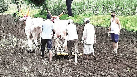 revised order of Break the Chain will speed up the farm work Nashik Marathi News