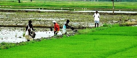 collective farming vayangani village konkan sindhudurg