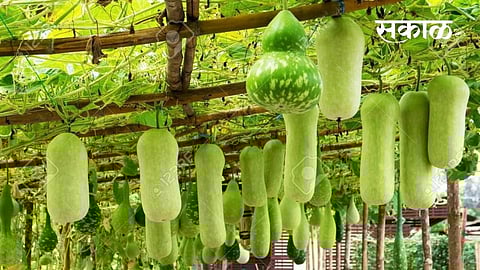 Health Benefits Of Bottle Gourd food health marathi news