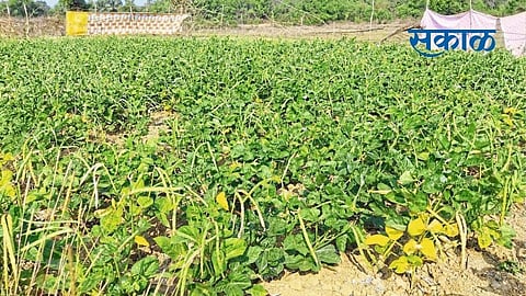 heavy rain banda konkan sindhudurg
