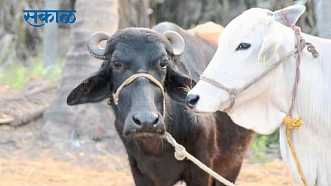 Animal Husbandry Schemes konkan sindhudurg