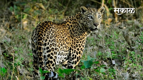leopards are moving freely in the western part of Shirala; Frequent attacks on animal sheds
