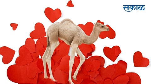 Gift for Girlfriend, Camel, Baby Camel, Dubai,arrested