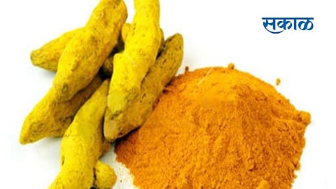 Rajapuri turmeric has a high price of Rs 25,000