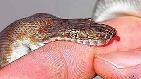 Treatment thirteen hours after the bite in ratnagiri