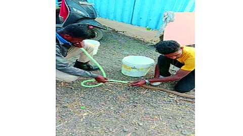 saving snakes life.jpg