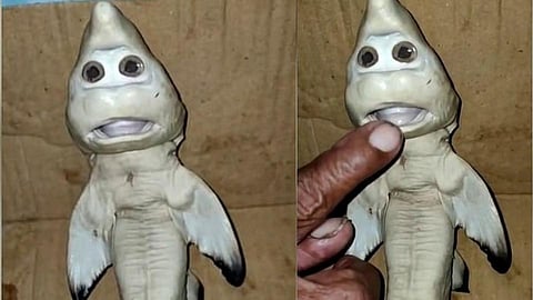 baby shark mutant fish is born with a human face