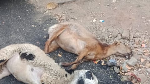 dead sheeps file photo