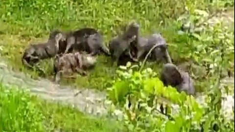 Water cat found in Shuk and Shanti rivers in Vaibhavwadi sindhudurg